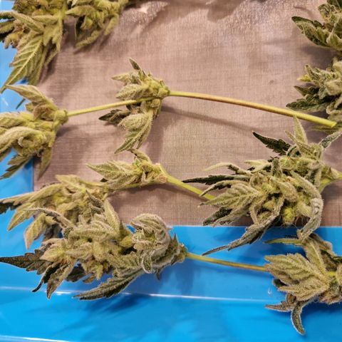 Royal Creamatic growlog timeline photo