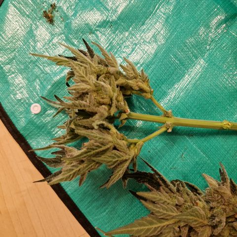 Royal Creamatic growlog timeline photo