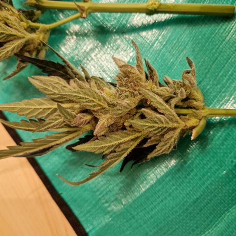 Royal Creamatic growlog timeline photo