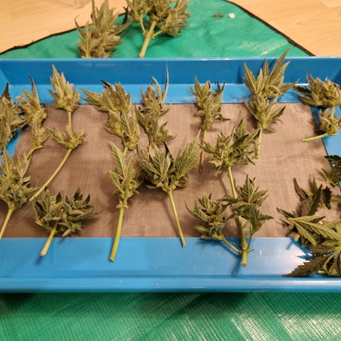 Royal Creamatic growlog timeline photo