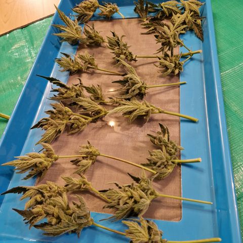 Royal Creamatic growlog timeline photo