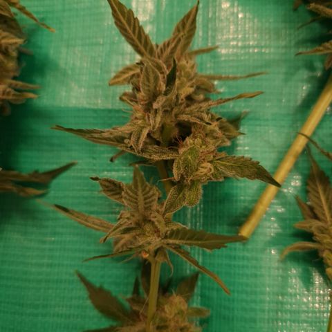 Cookies Gelato Automatic growlog photo: Krüppeldi 😍