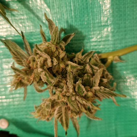Cookies Gelato Automatic growlog photo: Krüppeldi 😍