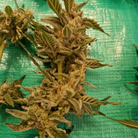 Cookies Gelato Automatic growlog photo: Krüppeldi 😍