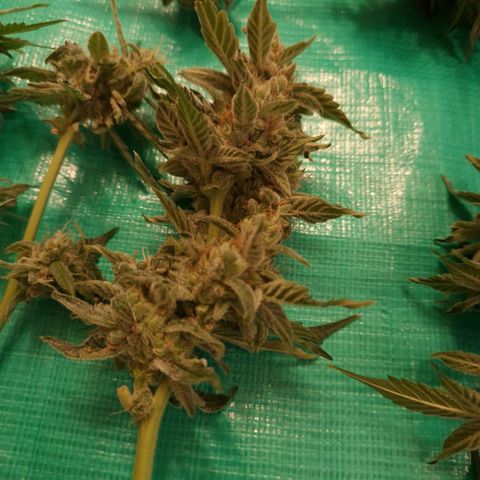 Cookies Gelato Automatic growlog photo: Krüppeldi 😍