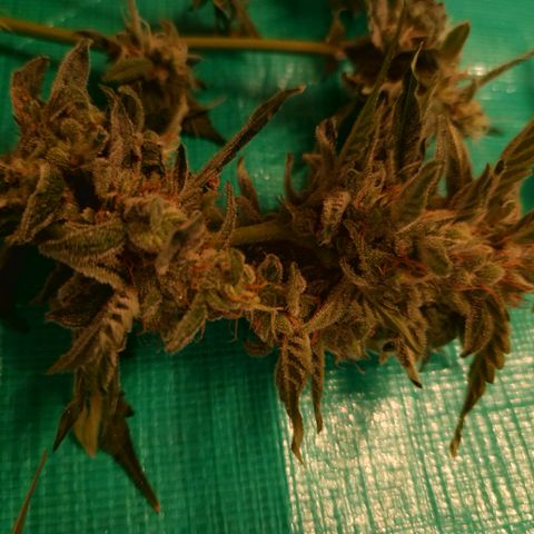 Cookies Gelato Automatic growlog timeline photo