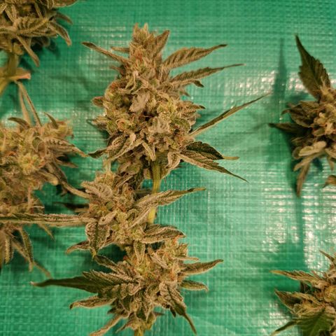 Cookies Gelato Automatic growlog timeline photo