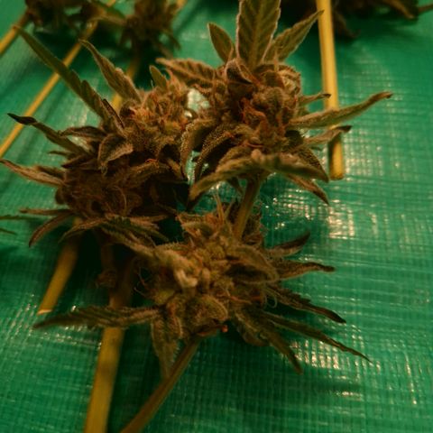 Cookies Gelato Automatic growlog timeline photo