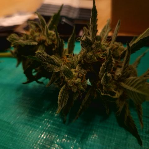 Cookies Gelato Automatic growlog timeline photo