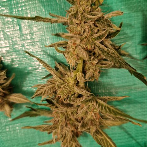 Cookies Gelato Automatic growlog photo: Krüppeldi 😍
