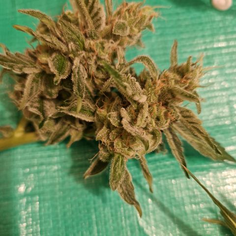 Cookies Gelato Automatic growlog timeline photo