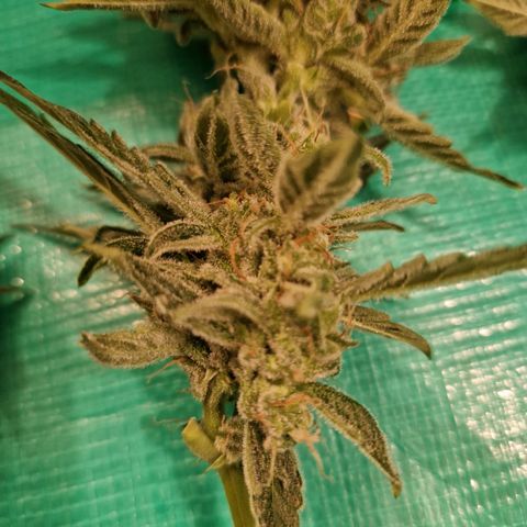 Cookies Gelato Automatic growlog timeline photo