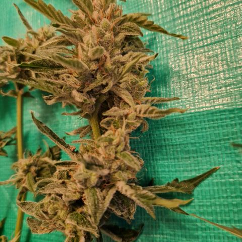 Cookies Gelato Automatic growlog timeline photo