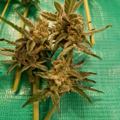 Cookies Gelato Automatic growlog photo: Krüppeldi 😍