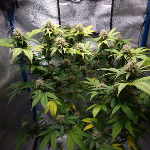 "BigMama" Critical #1 growlog timeline photo