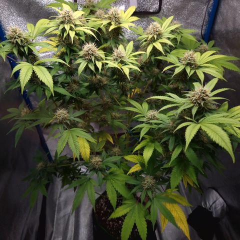 "BigMama" Critical #1 growlog timeline photo