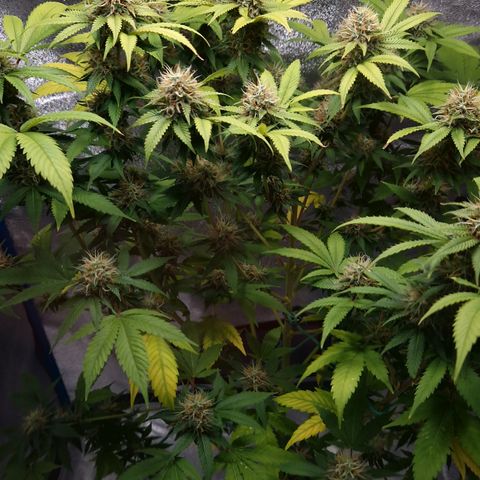 "BigMama" Critical #1 growlog timeline photo