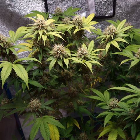"BigMama" Critical #1 growlog timeline photo