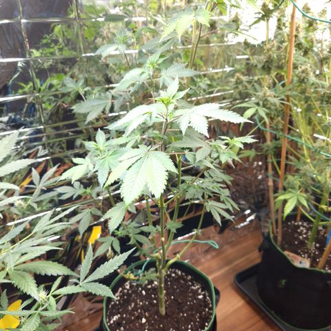 Special Queen #1 growlog timeline photo