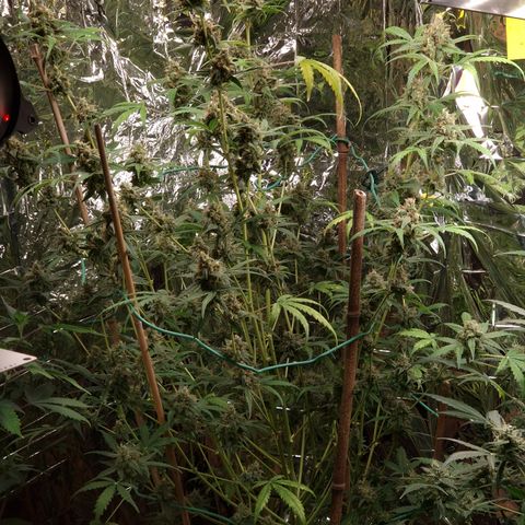Special Queen #1 growlog timeline photo