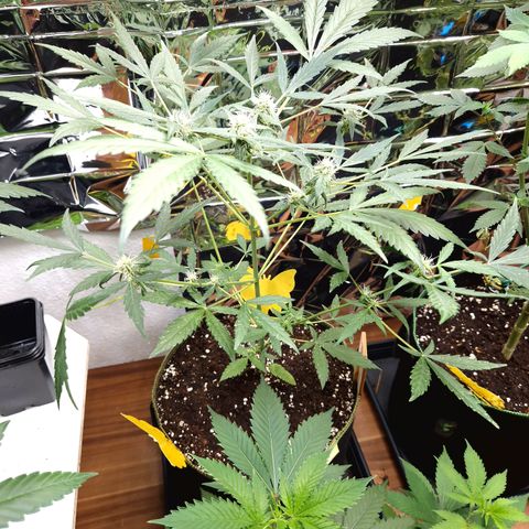 Special Queen #1 growlog timeline photo