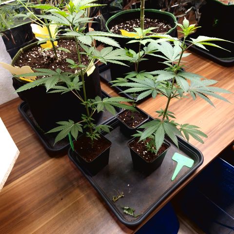 Critical "BigMama" #5 growlog timeline photo