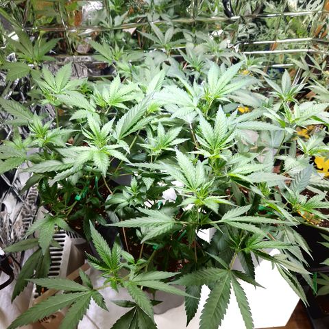Critical "BigMama" #5 growlog timeline photo