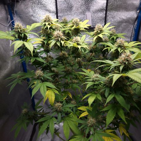 "BigMama" Critical #1 growlog timeline photo