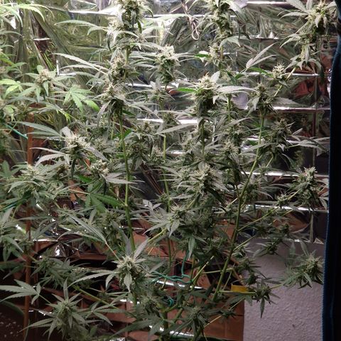 Special Queen #1 growlog timeline photo