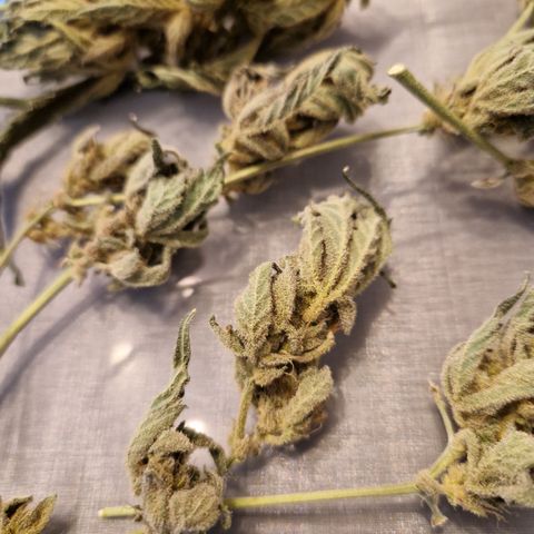 Royal Creamatic growlog timeline photo