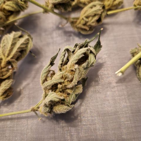 Royal Creamatic growlog timeline photo