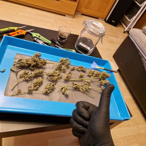 Royal Creamatic growlog timeline photo