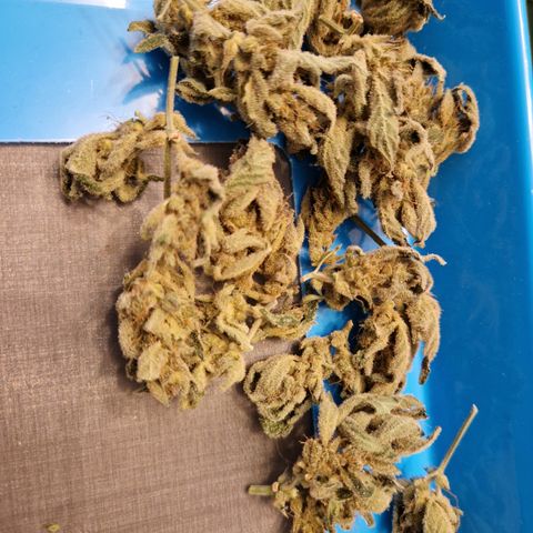Royal Creamatic growlog timeline photo