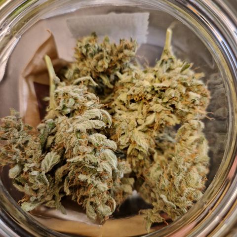 Cookies Gelato Automatic growlog timeline photo