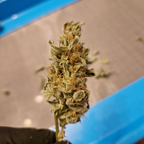 Cookies Gelato Automatic growlog timeline photo
