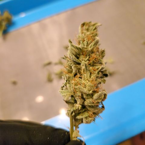 Cookies Gelato Automatic growlog timeline photo