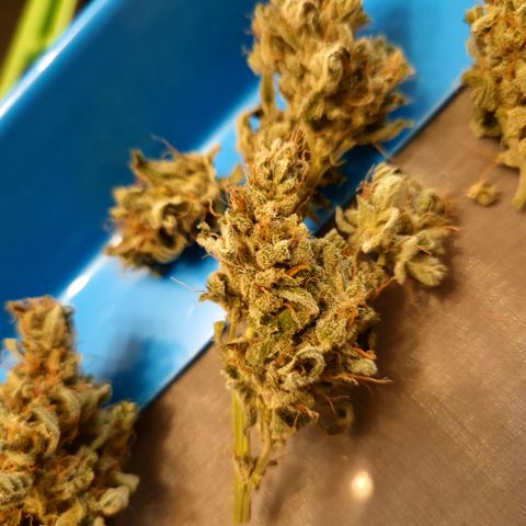 Cookies Gelato Automatic growlog timeline photo