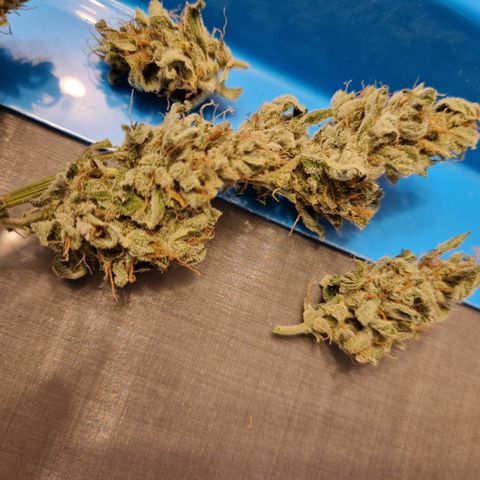 Cookies Gelato Automatic growlog timeline photo