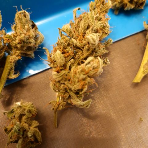 Cookies Gelato Automatic growlog timeline photo