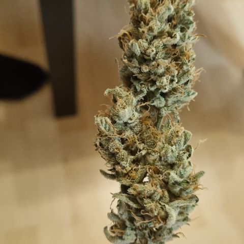 Cookies Gelato Automatic growlog timeline photo