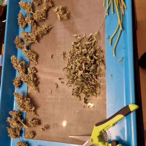 Cookies Gelato Automatic growlog timeline photo