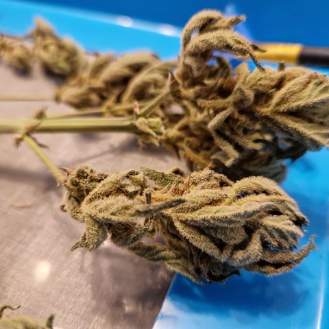 Royal Creamatic growlog timeline photo