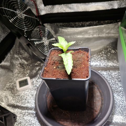 O.G. Kush🥦 - 🫘Mutter🫘 growlog timeline photo