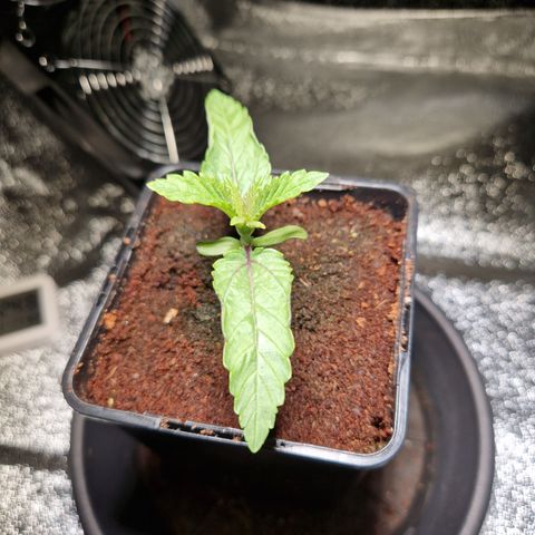 O.G. Kush🥦 - 🫘Mutter🫘 growlog timeline photo