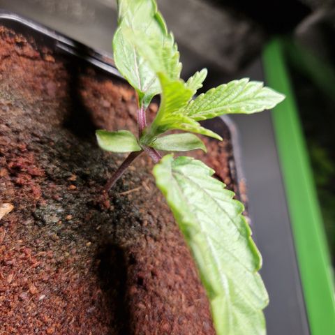O.G. Kush🥦 - 🫘Mutter🫘 growlog timeline photo