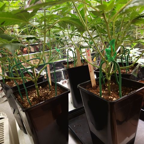 Critical "BigMama" #5 growlog timeline photo