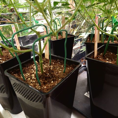 Critical "BigMama" #5 growlog timeline photo