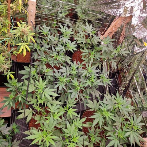 Critical "BigMama" #5 growlog timeline photo