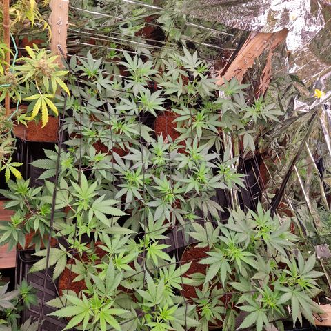 Critical "BigMama" #5 growlog timeline photo