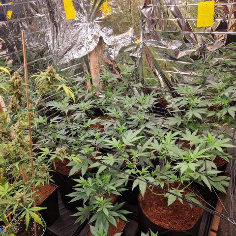 Critical "BigMama" #5 growlog timeline photo